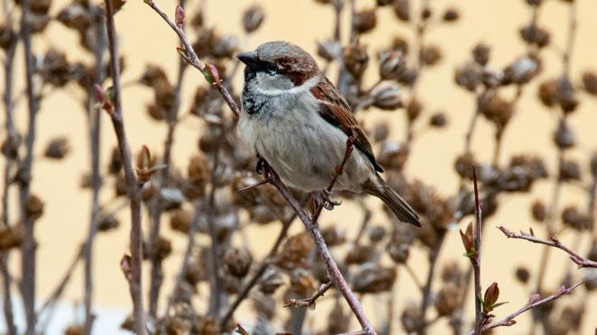 Început de primăvară