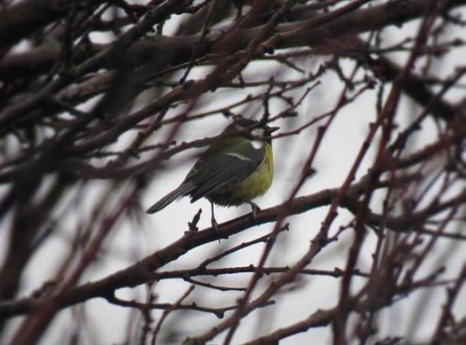 O culoare printre ramuri