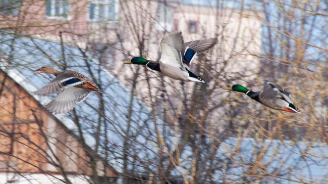 Pe aripile vântului
