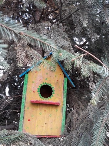 Ailenei Georgiana, Poiana