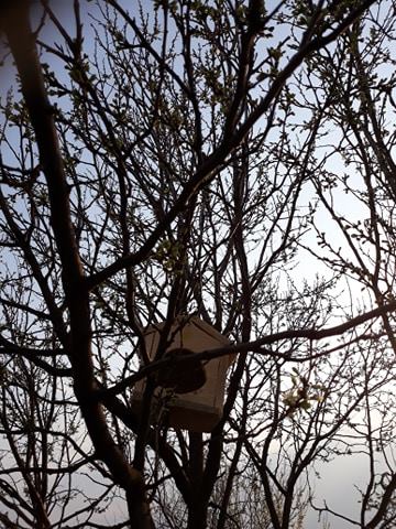 Vespan Silvia, Poiana