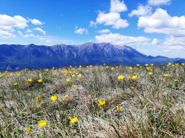 Fig. 11 - Munții Bucegi văzuți de pe Culmea Cumpătu