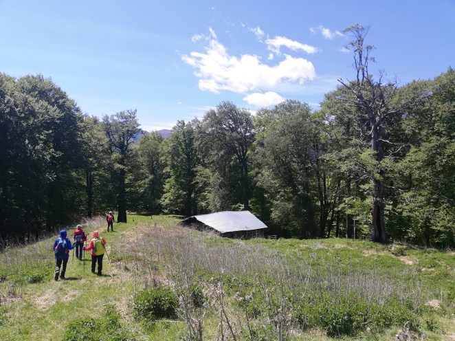 Fig. 18 - Stână la partea superioară a pădurii pe Culmea Cumpătu