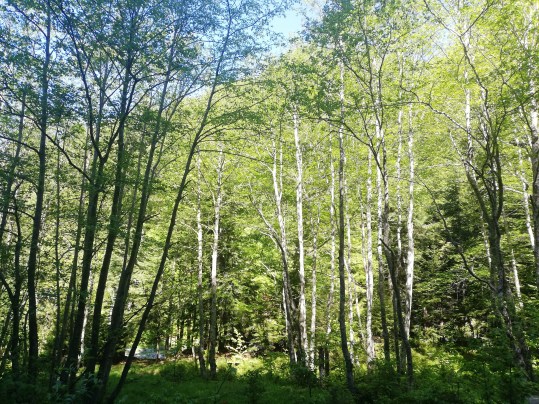 Fig. 3 - Pădure de fag pe Valea Rea