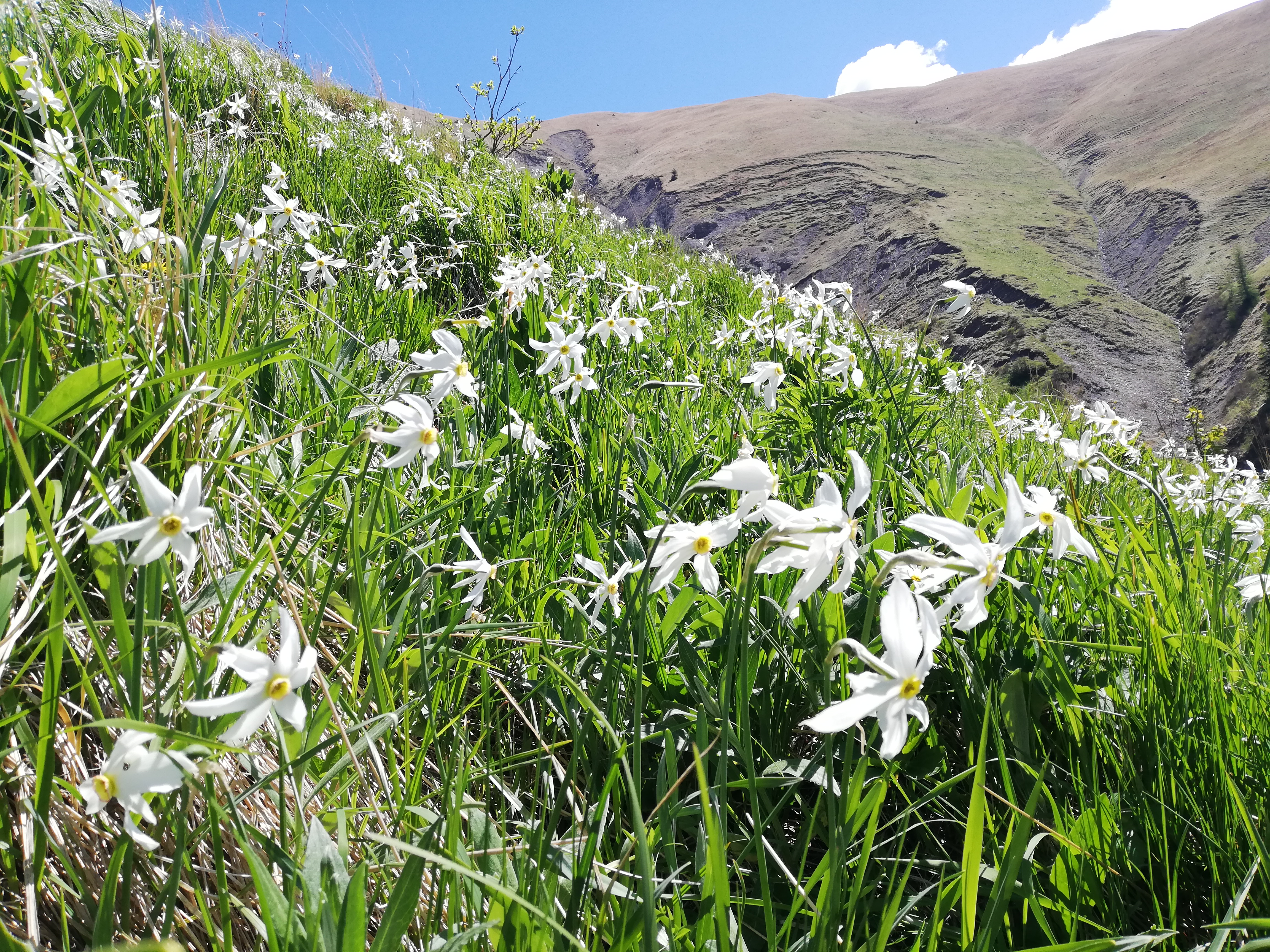 Fig. 7 - Poienile cu narcise sunt de fapt pe versantul drept al Văii Rele