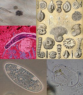 Regnul Protista